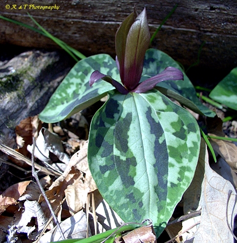 {Trillium reliquum}